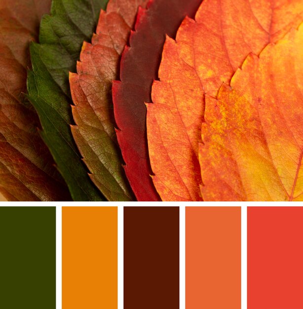 Autumn Style Palette: 7 Stunning Color Combinations to Elevate Your Look